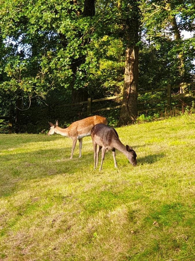 Wye Valley Retreat Bed & Breakfast Chepstow Eksteriør bilde